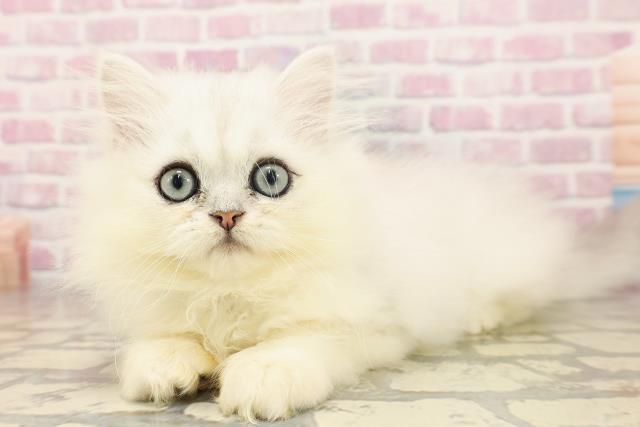 東京都のペルシャ (Coo&RIKU新宿三丁目店/2025年6月12日生まれ/男の子/チンチラシルバー)の子猫の2枚目の画像