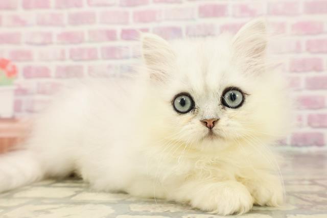 東京都のペルシャ (Coo&RIKU新宿三丁目店/2025年6月12日生まれ/男の子/チンチラシルバー)の子猫の3枚目の画像