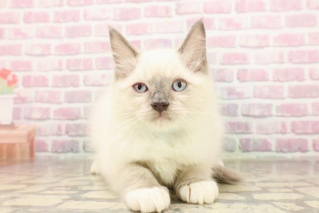 東京都のラグドール (Coo&RIKU下北沢店/2025年6月12日生まれ/男の子/ブルーポイントミテッド)の子猫の1枚目の画像