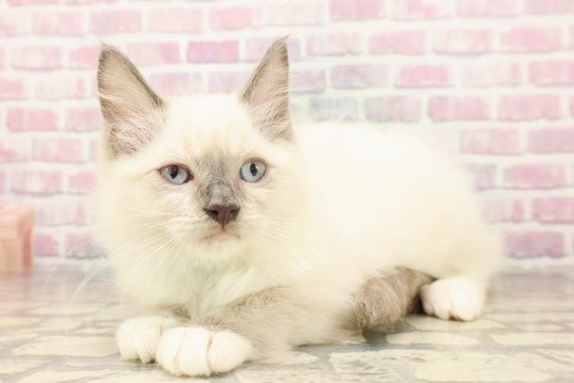 東京都のラグドール (Coo&RIKU下北沢店/2025年6月12日生まれ/男の子/ブルーポイントミテッド)の子猫の2枚目の画像