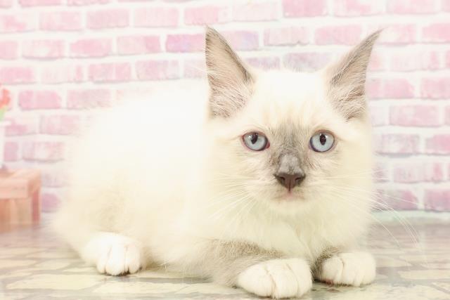 東京都のラグドール (Coo&RIKU下北沢店/2025年6月12日生まれ/男の子/ブルーポイントミテッド)の子猫の3枚目の画像