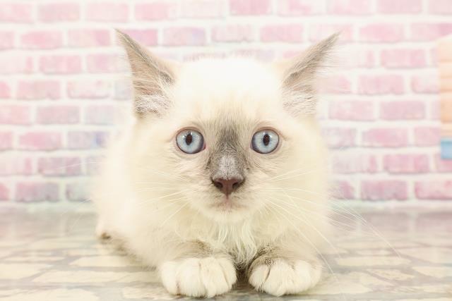 東京都のラグドール (Coo&RIKU高円寺店/2025年6月12日生まれ/男の子/ブルーポイントミテッド)の子猫の1枚目の画像