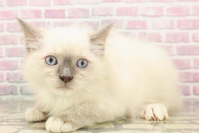 東京都のラグドール (Coo&RIKU高円寺店/2025年6月12日生まれ/男の子/ブルーポイントミテッド)の子猫の2枚目の画像