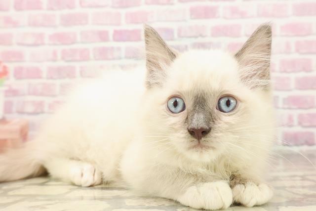 東京都のラグドール (Coo&RIKU高円寺店/2025年6月12日生まれ/男の子/ブルーポイントミテッド)の子猫の3枚目の画像