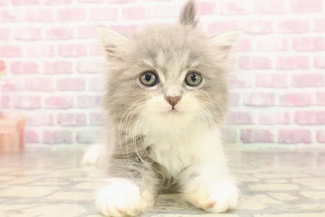 東京都のラガマフィン (Coo&RIKU下北沢店/2025年6月18日生まれ/男の子/ブルータビーホワイト)の子猫
