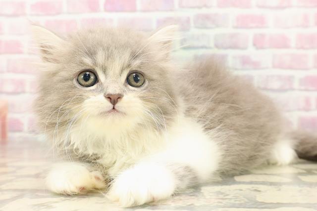 東京都のラガマフィン (Coo&RIKU下北沢店/2025年6月18日生まれ/男の子/ブルータビーホワイト)の子猫の2枚目の画像
