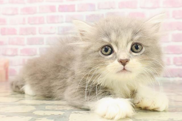 東京都のラガマフィン (Coo&RIKU下北沢店/2025年6月18日生まれ/男の子/ブルータビーホワイト)の子猫の3枚目の画像