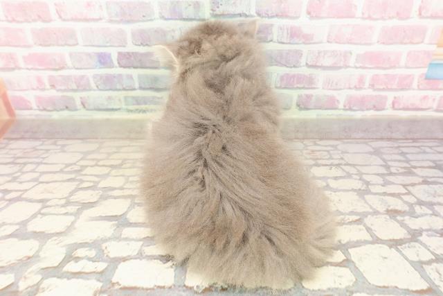 東京都のラガマフィン (Coo&RIKU下北沢店/2025年6月18日生まれ/男の子/ブルータビーホワイト)の子猫の4枚目の画像