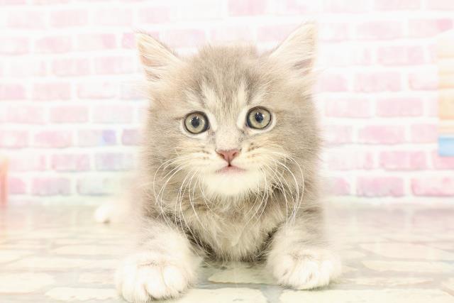 東京都のサイベリアン (Coo&RIKU池袋西口店/2025年6月18日生まれ/男の子/ブルータビー)の子猫