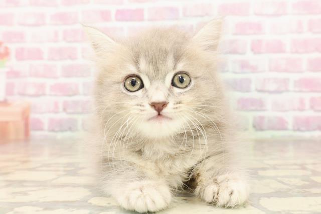 東京都のサイベリアン (Coo&RIKU大久保店/2025年6月18日生まれ/女の子/ブルータビー)の子猫