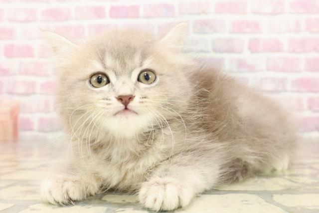 東京都のサイベリアン (Coo&RIKU大久保店/2025年6月18日生まれ/女の子/ブルータビー)の子猫の2枚目の画像