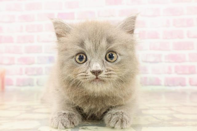 東京都のサイベリアン (Coo&RIKU浅草店/2025年6月18日生まれ/女の子/ブルー)の子猫の1枚目の画像