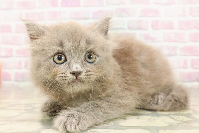 東京都のサイベリアン (Coo&RIKU浅草店/2025年6月18日生まれ/女の子/ブルー)の子猫の2枚目の画像