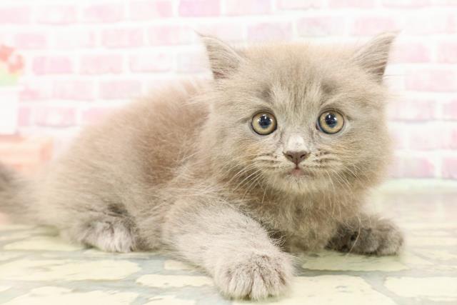 東京都のサイベリアン (Coo&RIKU浅草店/2025年6月18日生まれ/女の子/ブルー)の子猫の3枚目の画像