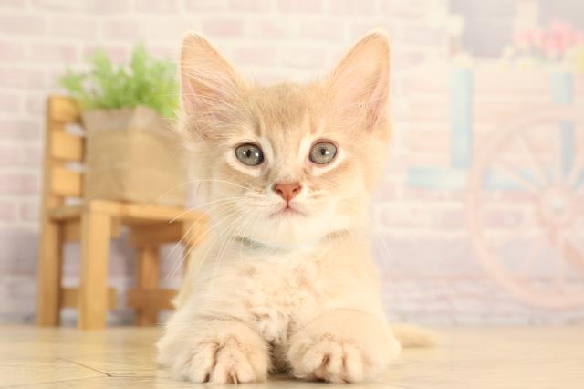 静岡県のソマリ (Coo&RIKU沼津店/2025年6月17日生まれ/男の子/フォーン)の子猫の1枚目の画像