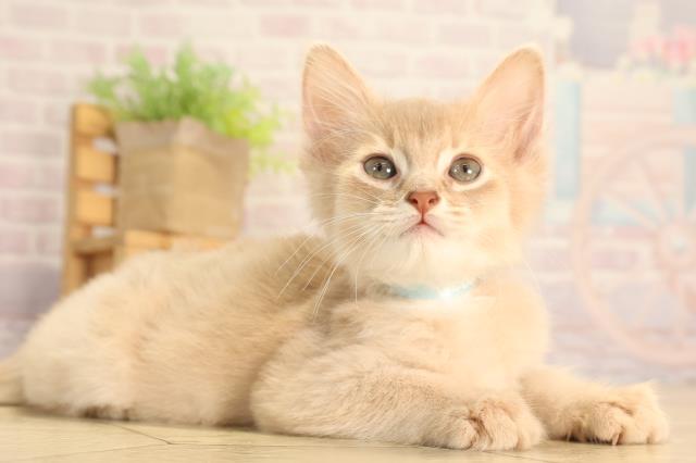 静岡県のソマリ (Coo&RIKU沼津店/2025年6月17日生まれ/男の子/フォーン)の子猫の2枚目の画像