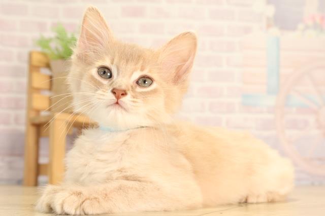 静岡県のソマリ (Coo&RIKU沼津店/2025年6月17日生まれ/男の子/フォーン)の子猫の3枚目の画像