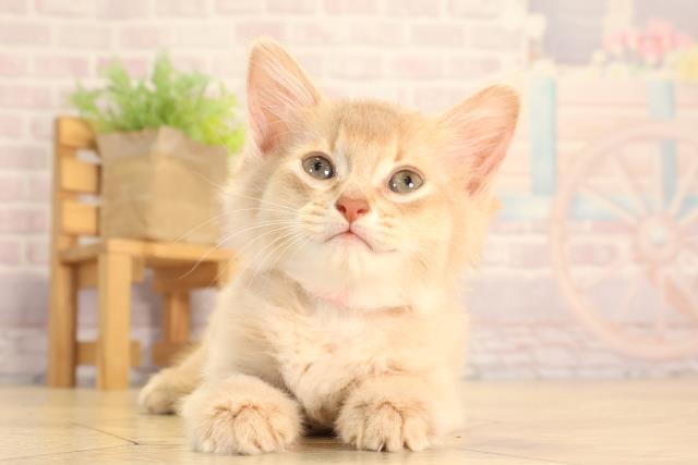 岐阜県のソマリ (Coo&RIKU各務原店/2025年6月17日生まれ/女の子/フォーン)の子猫の1枚目の画像