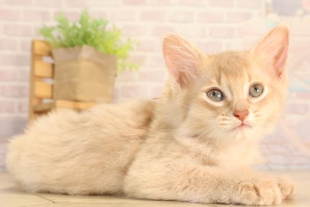 岐阜県のソマリ (Coo&RIKU各務原店/2025年6月17日生まれ/女の子/フォーン)の子猫の2枚目の画像