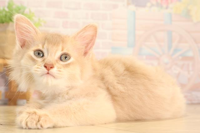 岐阜県のソマリ (Coo&RIKU各務原店/2025年6月17日生まれ/女の子/フォーン)の子猫の3枚目の画像