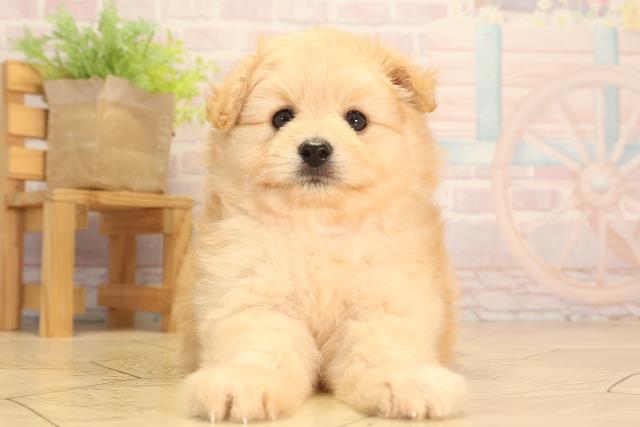 岐阜県のポメプー(ポメラニアン×プードル) (Coo&RIKU各務原店/2025年6月18日生まれ/男の子/クリーム)の子犬の1枚目の画像