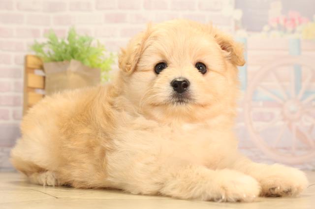 岐阜県のポメプー(ポメラニアン×プードル) (Coo&RIKU各務原店/2025年6月18日生まれ/男の子/クリーム)の子犬の2枚目の画像