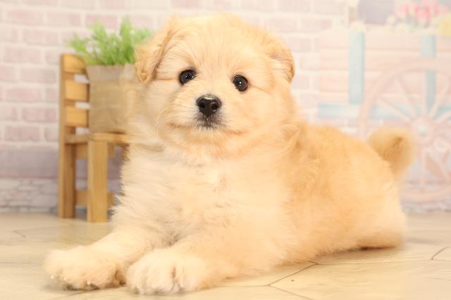 岐阜県のポメプー(ポメラニアン×プードル) (Coo&RIKU各務原店/2025年6月18日生まれ/男の子/クリーム)の子犬の3枚目の画像
