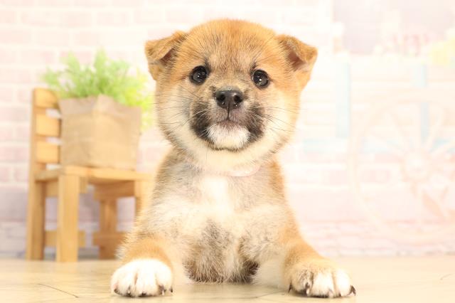 柴犬