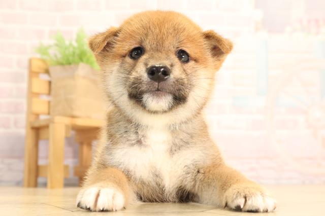 柴犬