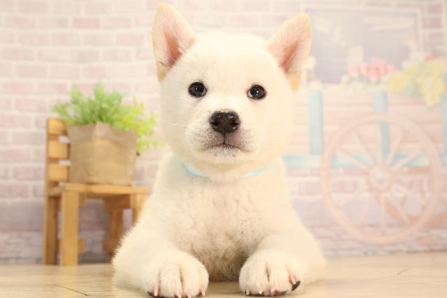 柴犬