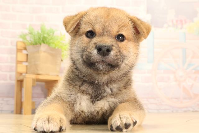 柴犬