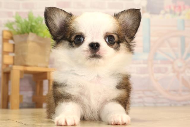 愛知県のチワワ(ロング) (Coo&RIKU東海一宮店/2025年6月18日生まれ/男の子/フォーンホワイト)の子犬の1枚目の画像
