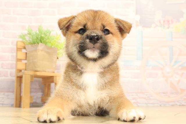 柴犬