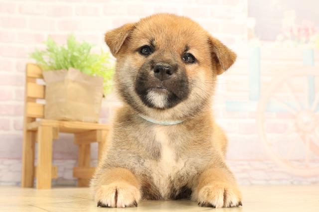 柴犬
