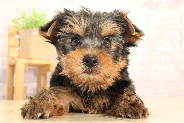 愛知県のヨークシャーテリア (Coo&RIKU春日井店/2025年6月16日生まれ/男の子/スチールブルータン)の子犬の1枚目の画像