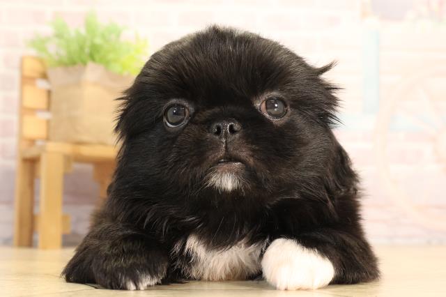 愛知県のペキニーズ (Coo&RIKU東海一宮店/2025年6月17日生まれ/男の子/ブラックホワイト)の子犬の1枚目の画像