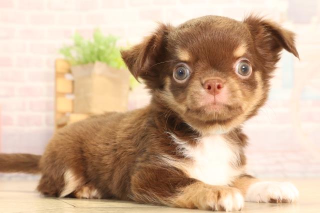 静岡県のチワワ(ロング) (Coo&RIKU掛川店/2025年6月18日生まれ/男の子/チョコレートタン)の子犬の2枚目の画像