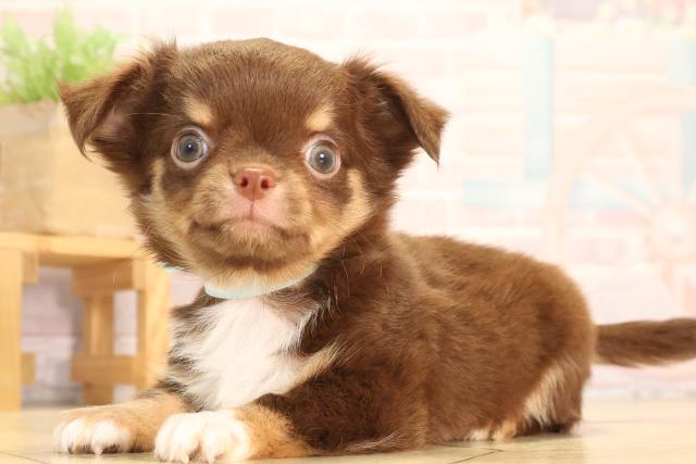 静岡県のチワワ(ロング) (Coo&RIKU掛川店/2025年6月18日生まれ/男の子/チョコレートタン)の子犬の3枚目の画像