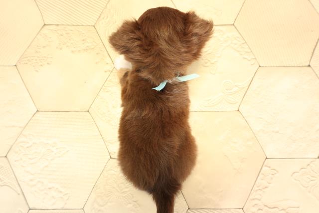 静岡県のチワワ(ロング) (Coo&RIKU掛川店/2025年6月18日生まれ/男の子/チョコレートタン)の子犬の4枚目の画像