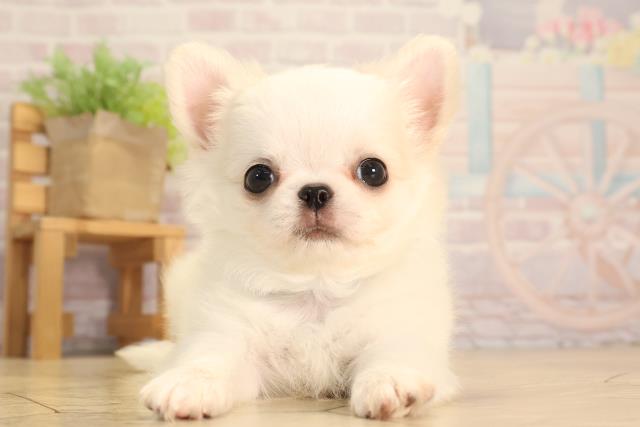 愛知県のチワワ(ロング) (Coo&RIKU春日井店/2025年6月17日生まれ/男の子/ホワイトクリーム)の子犬の1枚目の画像