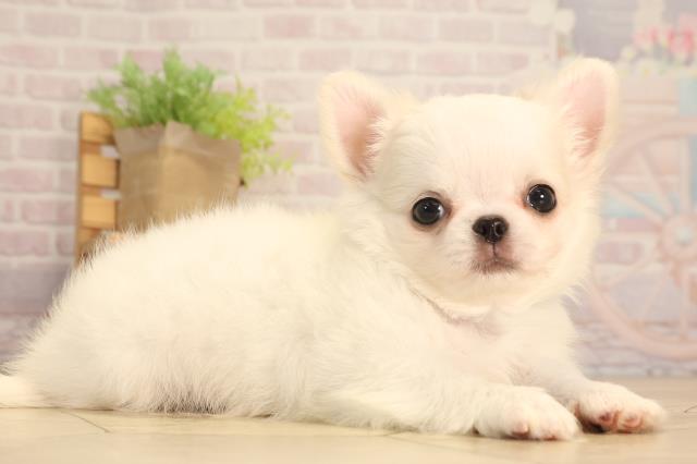 愛知県のチワワ(ロング) (Coo&RIKU春日井店/2025年6月17日生まれ/男の子/ホワイトクリーム)の子犬の2枚目の画像
