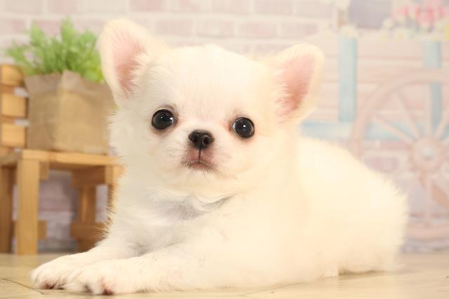 愛知県のチワワ(ロング) (Coo&RIKU春日井店/2025年6月17日生まれ/男の子/ホワイトクリーム)の子犬の3枚目の画像