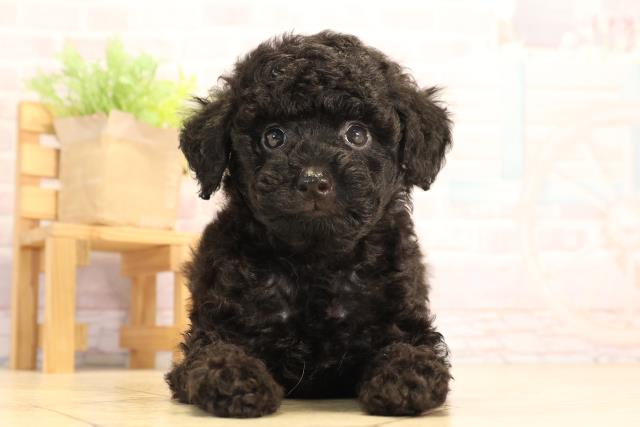 岐阜県のトイプードル(トイ) (Coo&RIKU岐阜店/2025年6月18日生まれ/男の子/ブラック)の子犬の1枚目の画像