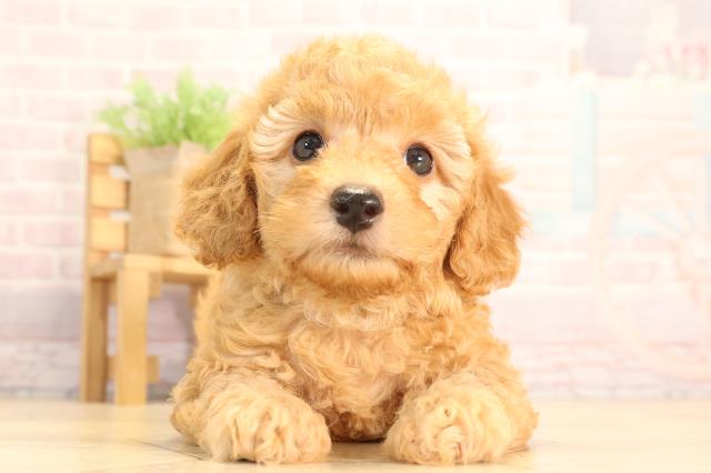 岐阜県のトイプードル(トイ) (Coo&RIKU岐阜店/2025年6月18日生まれ/男の子/レッド)の子犬の1枚目の画像