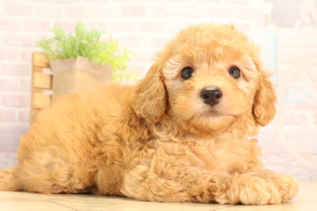 岐阜県のトイプードル(トイ) (Coo&RIKU岐阜店/2025年6月18日生まれ/男の子/レッド)の子犬の2枚目の画像