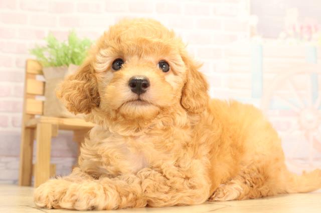 岐阜県のトイプードル(トイ) (Coo&RIKU岐阜店/2025年6月18日生まれ/男の子/レッド)の子犬の3枚目の画像