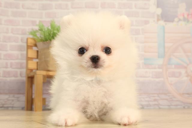 静岡県のポメラニアン (Coo&RIKU富士店/2025年6月17日生まれ/男の子/クリーム)の子犬の1枚目の画像