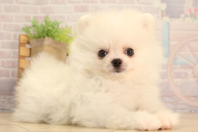 静岡県のポメラニアン (Coo&RIKU富士店/2025年6月17日生まれ/男の子/クリーム)の子犬の2枚目の画像