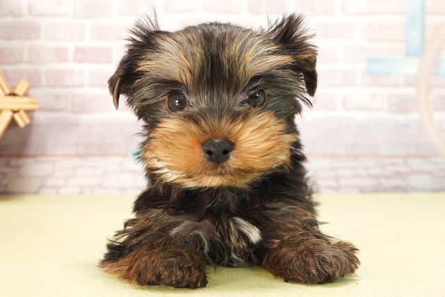 岐阜県のヨークシャーテリア (Coo&RIKU岐阜店/2025年6月12日生まれ/男の子/スチールブルータン)の子犬の1枚目の画像