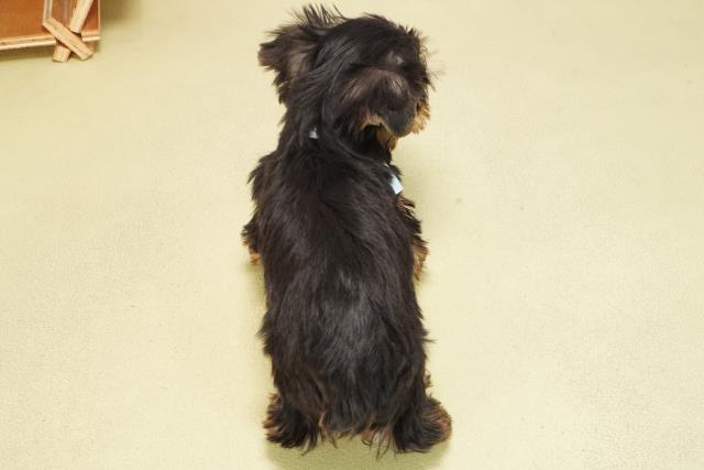 岐阜県のヨークシャーテリア (Coo&RIKU岐阜店/2025年6月12日生まれ/男の子/スチールブルータン)の子犬の4枚目の画像